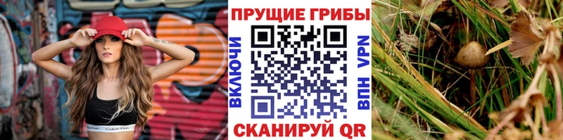 где можно купить   Вязьма  Галлюциногенные грибы мухоморы 